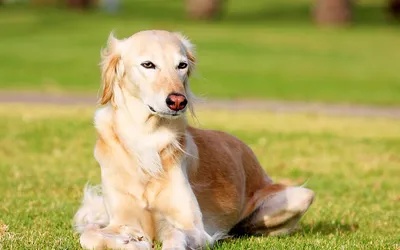 Салюки: фото собаки, описание породы, характер | Royal Canin