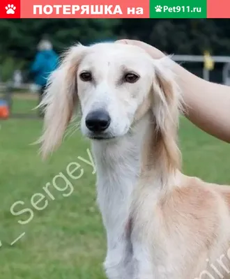 Saluki in water by Wolfruede.deviantart.com on @deviantART | Saluki dogs,  Dogs, Saluki