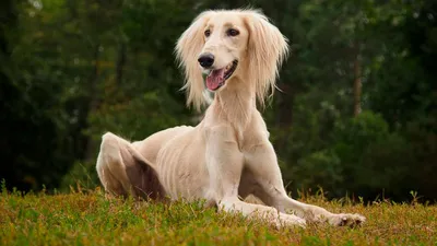 Салюки - описание породы собак: характер, особенности поведения, размер,  отзывы и фото - Питомцы Mail.ru