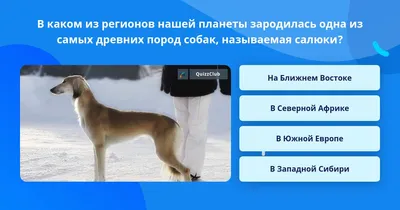 Топ-15 самых дорогих пород собак в мире - Purina.ru