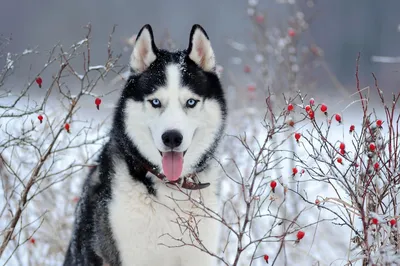 Красивые северные собаки - сибирские хаски