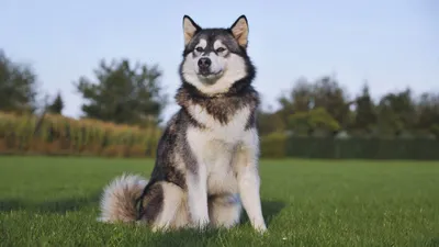 Сибирский хаски: описание 🐕 породы, характер, фото