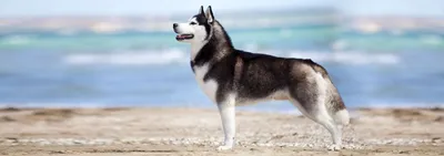 Собака хаски: истоия породы , фото, видео, описание | Pet7