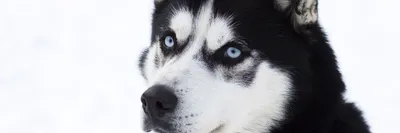 От А до Я о породе – Сибирский хаски. Что нужно знать о «голубоглазых»? |  Хаски по имени Мани | В мире собак | Дзен