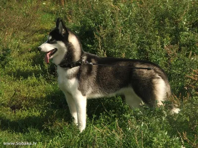 Так ли сибирские хаски похожи на волков? | ZOO CHANNEL | Дзен