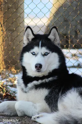 SOBAKI.PRO | Породы собак | Сибирский хаски | Фото 97032