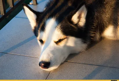 Сибирский хаски: описание 🐕 породы, характер, фото