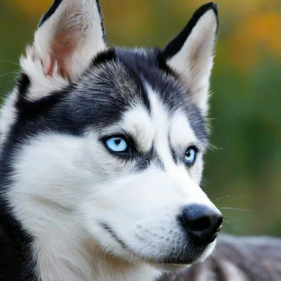 Сибирский хаски — описание породы собаки от А до Я