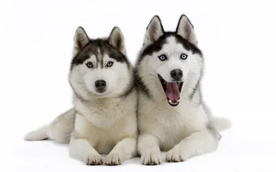 Маленькая порода собак щенка сибирская хаски сидит голубой носовой платок  имеет медицинскую маску в зубах Стоковое Фото - изображение насчитывающей  смешно, владения: 213804354
