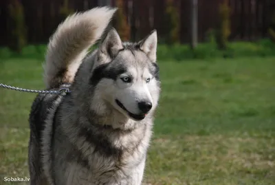 SOBAKI.PRO | Породы собак | Сибирский хаски | Фото 104446