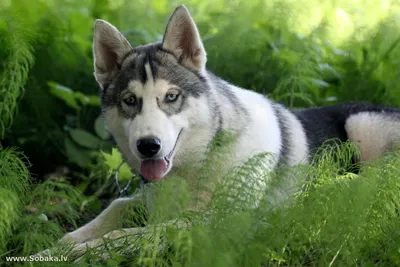 Хаски: порода собак с характером!» — создано в Шедевруме