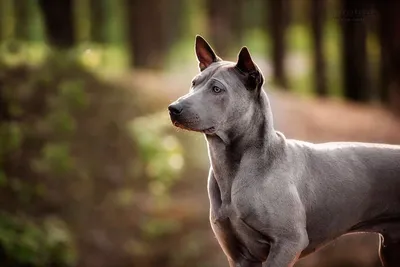 Тайский риджбек (Thai ridgeback dog) (Породы собак) тайская порода, риджбек  фото, риджбек купить, тайский риджбек фото, тайский риджбек купить, тайский  риджбек цена, щенки тайского риджбека Энциклопедия о животных EGIDA.BY