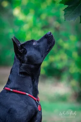 Тайский риджбек (Thai Ridgeback) - это очень умная, внимательная и  выносливая порода собак. Фото, отзывы, описание.