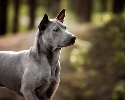 Жемчужина среди пород: Тайский риджбек | Wikipets.ru | Дзен