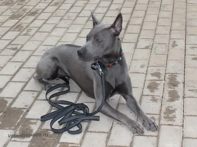 Тайский риджбек (Thai Ridgeback) - это очень умная, внимательная и  выносливая порода собак. Фото, отзывы, описание.