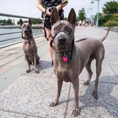 Порода собак тайский риджбек фото фотографии