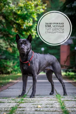 Тайский риджбек - описание породы собак: характер, особенности поведения,  размер, отзывы и фото - Питомцы Mail.ru