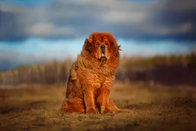 Тибетский мастиф (Tibetan Mastiff) - спокойный, сдержанный и немного  упрямый пес