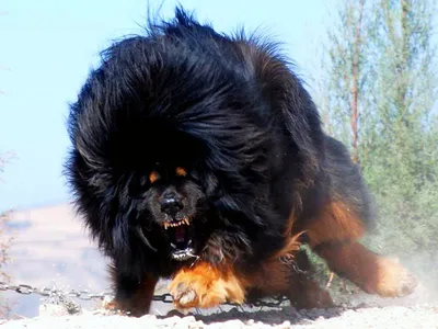 Порода собак тибетский мастиф. | Щенки мастифа, Тибетский мастифф, Породы  собак