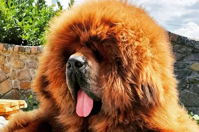 Тибетский мастиф (Tibetan Mastiff) - спокойный, сдержанный и немного  упрямый пес