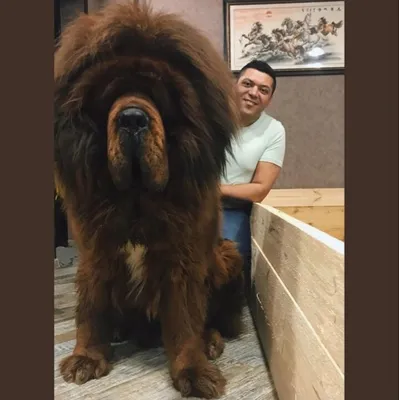 Тибетский мастиф (Tibetan mastiff) (Породы собак) мастиф собака, тибетский  мастиф фото, тибетский мастиф цена, тибетский мастиф купить, щенки  тибетского мастифа, собака тибетский мастиф, мастиф купить Энциклопедия о  животных EGIDA.BY