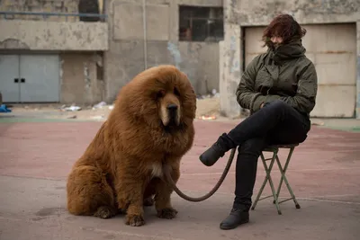 Тибетская большая собака - 68 фото