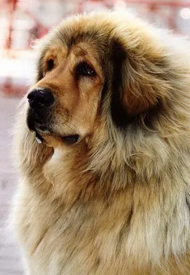 Тибетский мастиф - cамая дорогая собака в Мире. Обсуждение на LiveInternet  - Российский Сервис Онлайн-Дневников