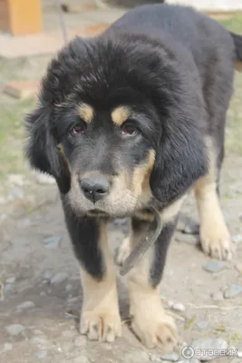 Royal Canin Baku - До-куи, до-кюи, тибетский дог, тибетский мастиф —  различные названия породы могущественных и умных собак, которых отличают  внушительные размеры и вес. Тибетский мастиф превосходно уживается с  сородичами. С представителями