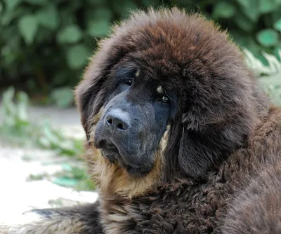 Тибетский мастиф: все о породе собаки, фото и цены щенков