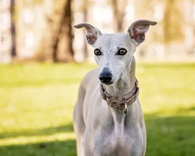 Уиппет (Whippet) - это спокойная, тихая и очень быстрая порода собак.  Описание, фото и отзывы.