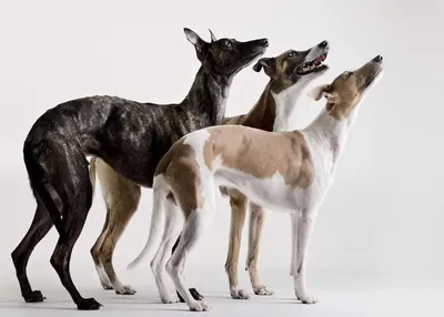 Собака породы Уиппет: фото, описание характера, отзывы, цена щенка, плюсы и  минусы собаки