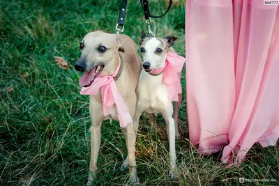 Уиппет (Whippet) - это спокойная, тихая и очень быстрая порода собак.  Описание, фото и отзывы.