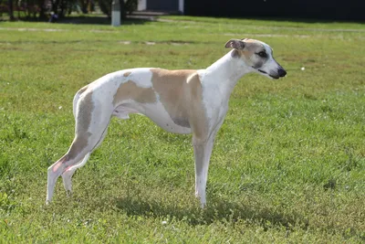 Whippet: történelem, megjelenés, karbantartása és tisztítása (+ fotók) |  Whippet, Dog breeds, Dogs