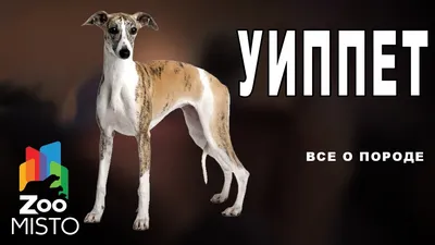Уиппет, шикарный подрощенный щенок: 1 000 € - Собаки Київ на Olx