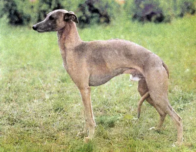 Уиппет (Малая английская борзая): характер и описание породы | Royal Canin