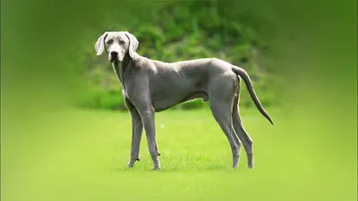 Веймаранер (Weimaraner) - это умная, трудолюбивая и дружелюбная порода собак.  Фото, описание и отзывы.