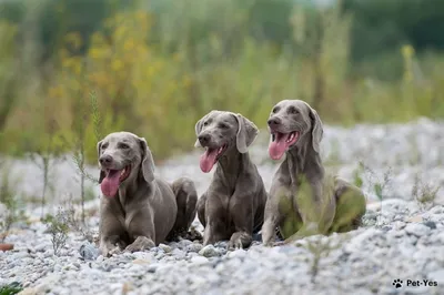 Веймаранер (Weimaraner) - это умная, трудолюбивая и дружелюбная порода собак.  Фото, описание и отзывы.