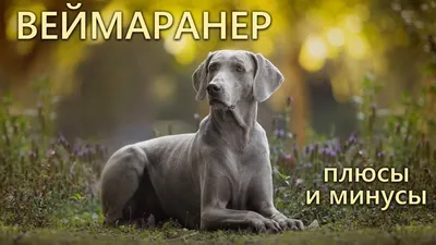Веймаранер (60 фото породы собак): описание породы и характера, цена щенка,  здоровье и возможные болезни