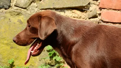 Веймаранер: стандарты породы, 🐕 характер, питание, дрессировка, фото