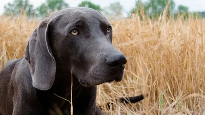 картинки : собака, Коричневый, Млекопитающее, Weimaraner, Морда,  Позвоночный, Лабрадор ретривер, порода собаки, Собачья голова, Собака, как  млекопитающее, Редбоун, Wirehaired Vizsla 4608x2592 - - 1266334 - красивые  картинки - PxHere