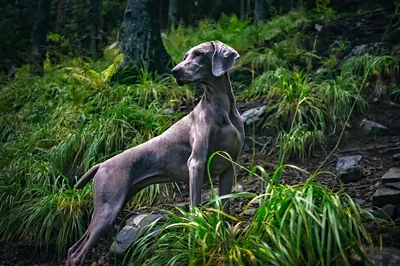 Собака Weimaraner породы стоковое изображение. изображение насчитывающей  краткость - 96244241