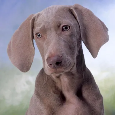 Порода собаки Weimaraner стоковое изображение. изображение насчитывающей  послушливо - 71435015