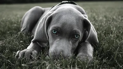 Собака Weimaraner породы стоковое фото. изображение насчитывающей ангстрома  - 96726930