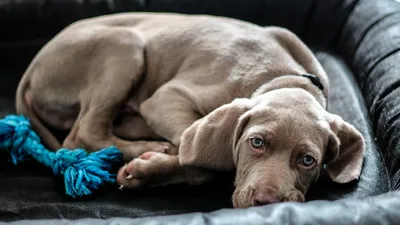 Веймаранер (60 фото породы собак): описание породы и характера, цена щенка,  здоровье и возможные болезни