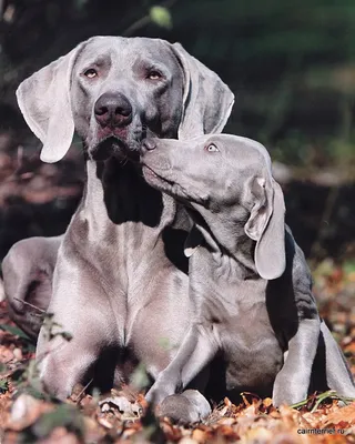 Веймаранер (Weimaraner) - это умная, трудолюбивая и дружелюбная порода собак.  Фото, описание и отзывы.