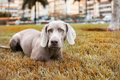 Порода собак серого цвета - 64 фото