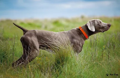 Weimaraner Ukraine - #Weimaraner #WeimaranerUkraine #WeimatanerDapperHartUA  Веймаранер как самостоятельная порода появилась лишь в конце 18 века,  начала 19 века. Эта порода широко распространена в США и Великобритании.  Веймаранер (веймарская легавая ...