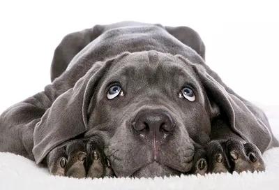 Веймаранер - описание породы собак: характер, особенности поведения,  размер, отзывы и фото - Питомцы Mail.ru