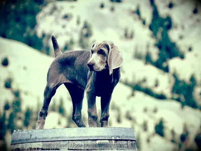Большая серая собака - 65 фото