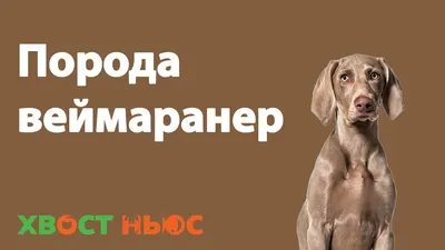 Веймаранер - фото породы, щенки и описание собаки | Окрасы и рост | Pet-Yes